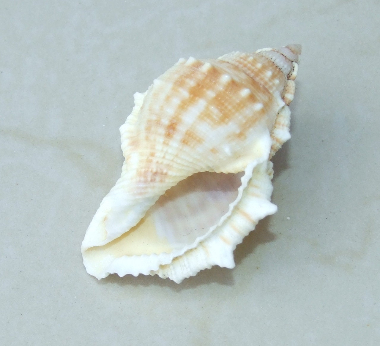 Large Natural Strombus Conch Sea Shell, Spiral Shell, Seashell, Shell, Beach Decor, Ocean Shell - 55-60mm, 4 Shells - 126-03 - EDGBeadsandGems