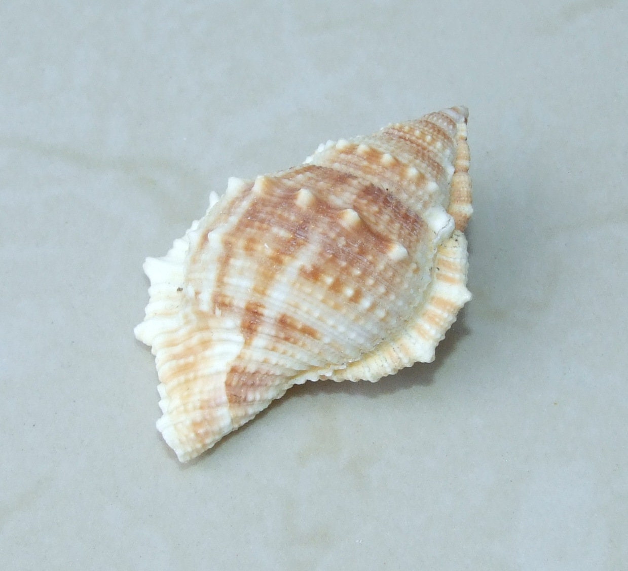 Large Natural Strombus Conch Sea Shell, Spiral Shell, Seashell, Shell, Beach Decor, Ocean Shell - 55-60mm, 4 Shells - 126-03 - EDGBeadsandGems