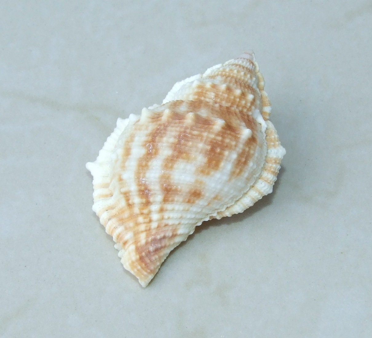 Large Natural Strombus Conch Sea Shell, Spiral Shell, Seashell, Shell, Beach Decor, Ocean Shell - 55-60mm, 4 Shells - 126-03 - EDGBeadsandGems