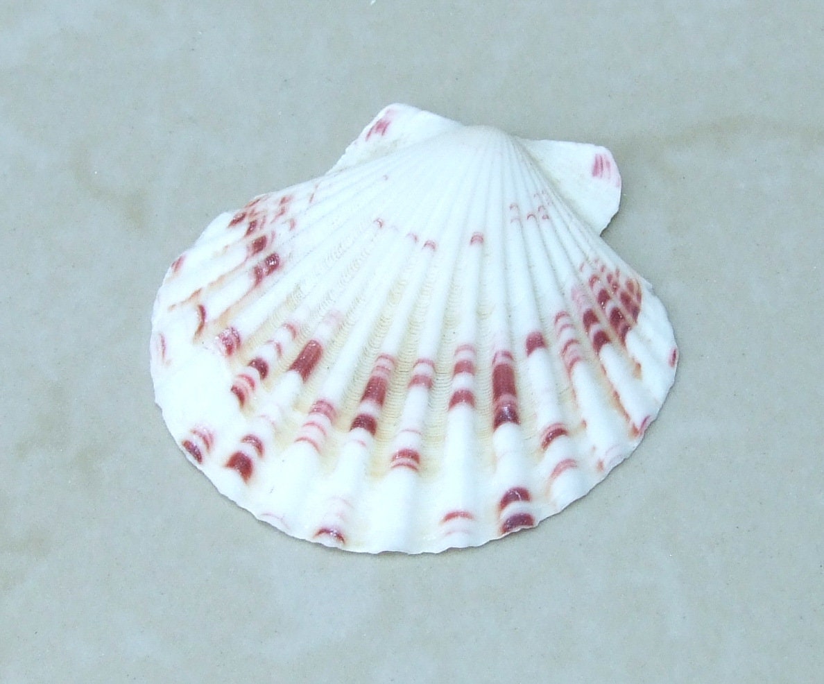 10 Natural Scallop SeaShell, Drilled and Undrilled Natural Seashells, Craft Shells, Pecten Shells, Beach Decor, 40mm - 55mm, 10 Shells, 8-53 - EDGBeadsandGems