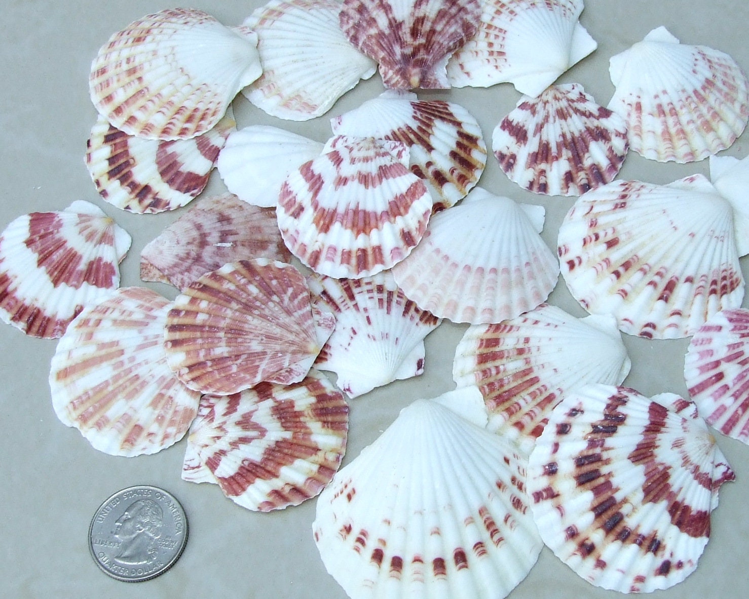 10 Natural Scallop SeaShell, Drilled and Undrilled Natural Seashells, Craft Shells, Pecten Shells, Beach Decor, 40mm - 55mm, 10 Shells, 8-53 - EDGBeadsandGems