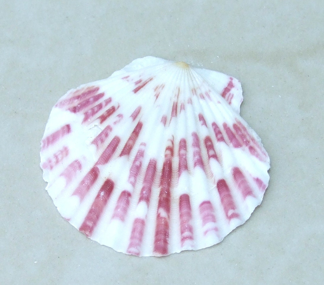 10 Natural Scallop SeaShell, Drilled and Undrilled Natural Seashells, Craft Shells, Pecten Shells, Beach Decor, 40mm - 55mm, 10 Shells, 8-53 - EDGBeadsandGems