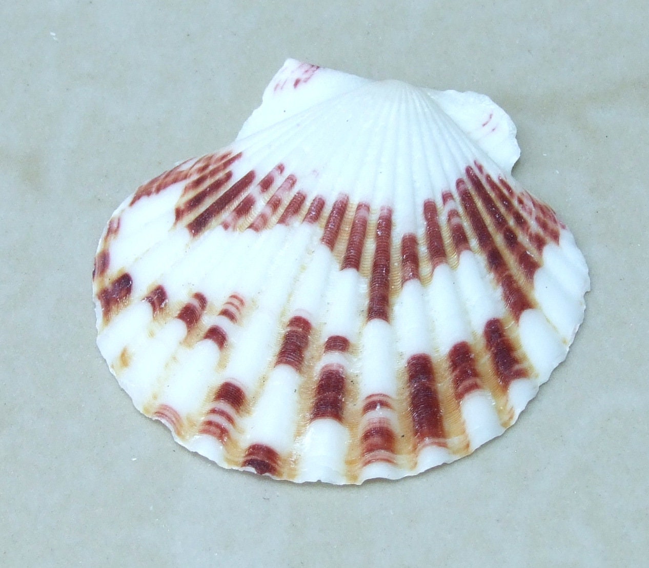 10 Natural Scallop SeaShell, Drilled and Undrilled Natural Seashells, Craft Shells, Pecten Shells, Beach Decor, 40mm - 55mm, 10 Shells, 8-53 - EDGBeadsandGems