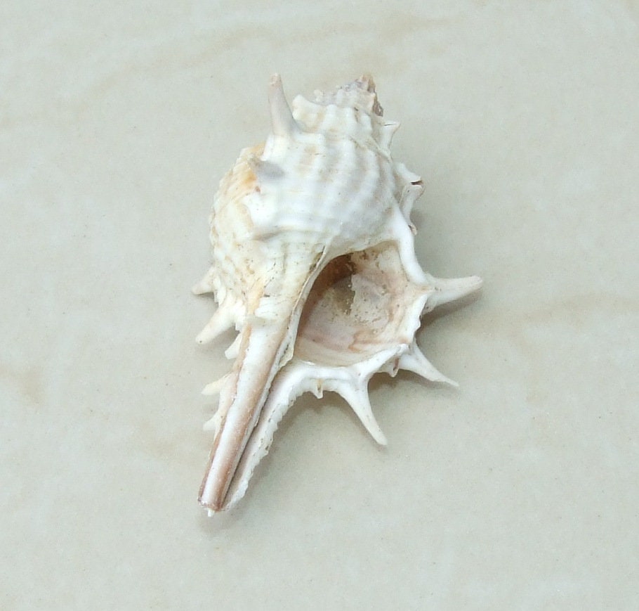 Natural Murex Turnispina Seashell, Spiral Shell Bead, Display Shell, Craft Shell, Jewelry Shell, Conch Shell, Beach Decor, Drilled, 40-70mm - EDGBeadsandGems