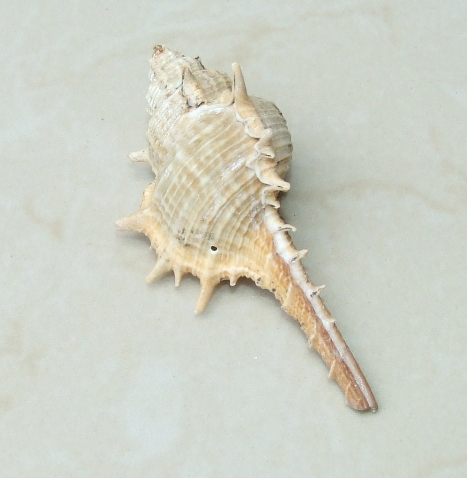 Natural Murex Turnispina Seashell, Spiral Shell Bead, Display Shell, Craft Shell, Jewelry Shell, Conch Shell, Beach Decor, Drilled, 40-70mm - EDGBeadsandGems