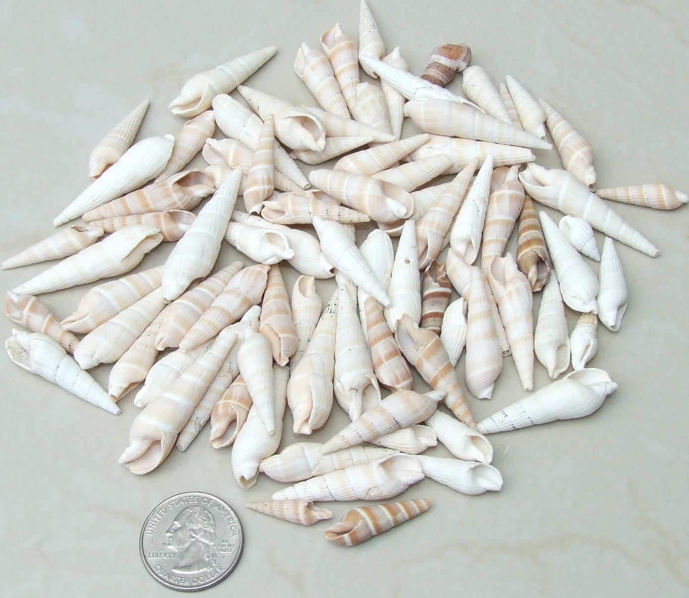 10/20 Turritella Terebra Auger Seashells, Natural Spiral Sea Shell Bead, Pendant, Undrilled, Navajo White, Craft Shell, 40mm / 60mm, 8-79 - EDGBeadsandGems