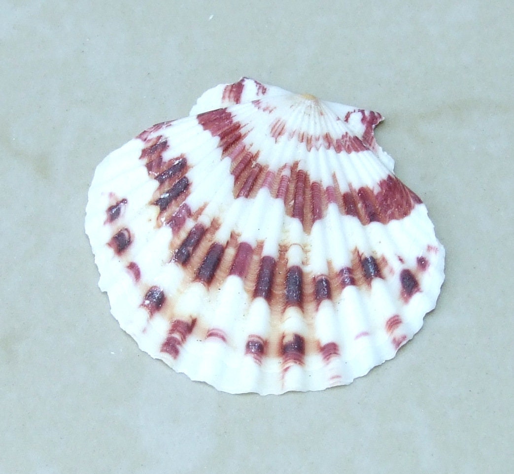 10 Natural Scallop SeaShell, Drilled and Undrilled Natural Seashells, Craft Shells, Pecten Shells, Beach Decor, 40mm - 55mm, 10 Shells, 8-53 - EDGBeadsandGems