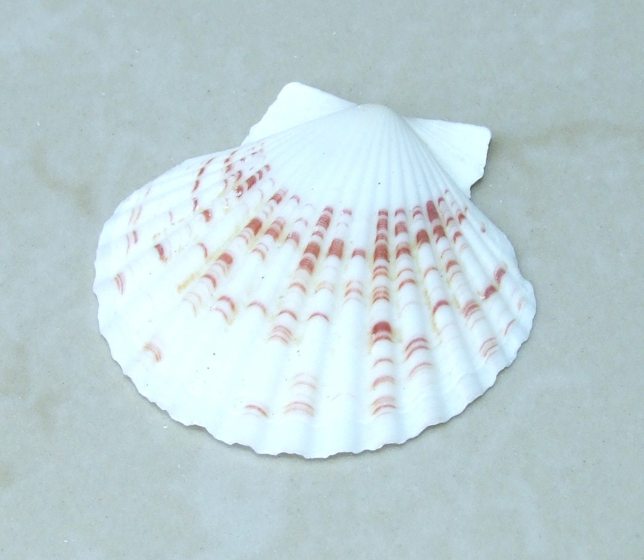 10 Natural Scallop SeaShell, Drilled and Undrilled Natural Seashells, Craft Shells, Pecten Shells, Beach Decor, 40mm - 55mm, 10 Shells, 8-53 - EDGBeadsandGems