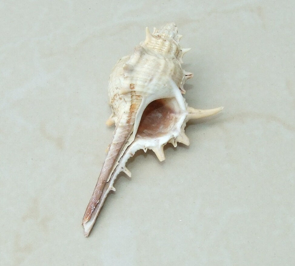 Natural Murex Turnispina Seashell, Spiral Shell Bead, Display Shell, Craft Shell, Jewelry Shell, Conch Shell, Beach Decor, Drilled, 40-70mm - EDGBeadsandGems