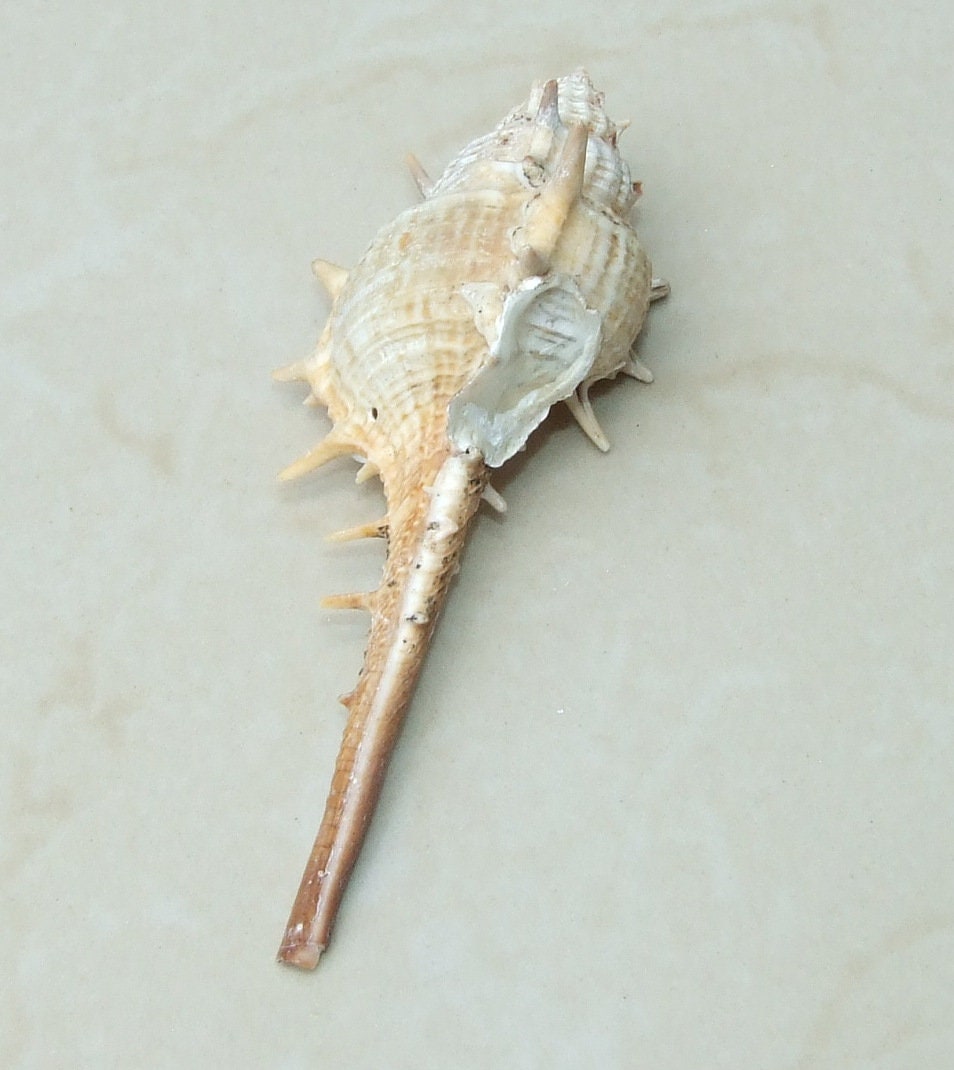 Natural Murex Turnispina Seashell, Spiral Shell Bead, Display Shell, Craft Shell, Jewelry Shell, Conch Shell, Beach Decor, Drilled, 40-70mm - EDGBeadsandGems
