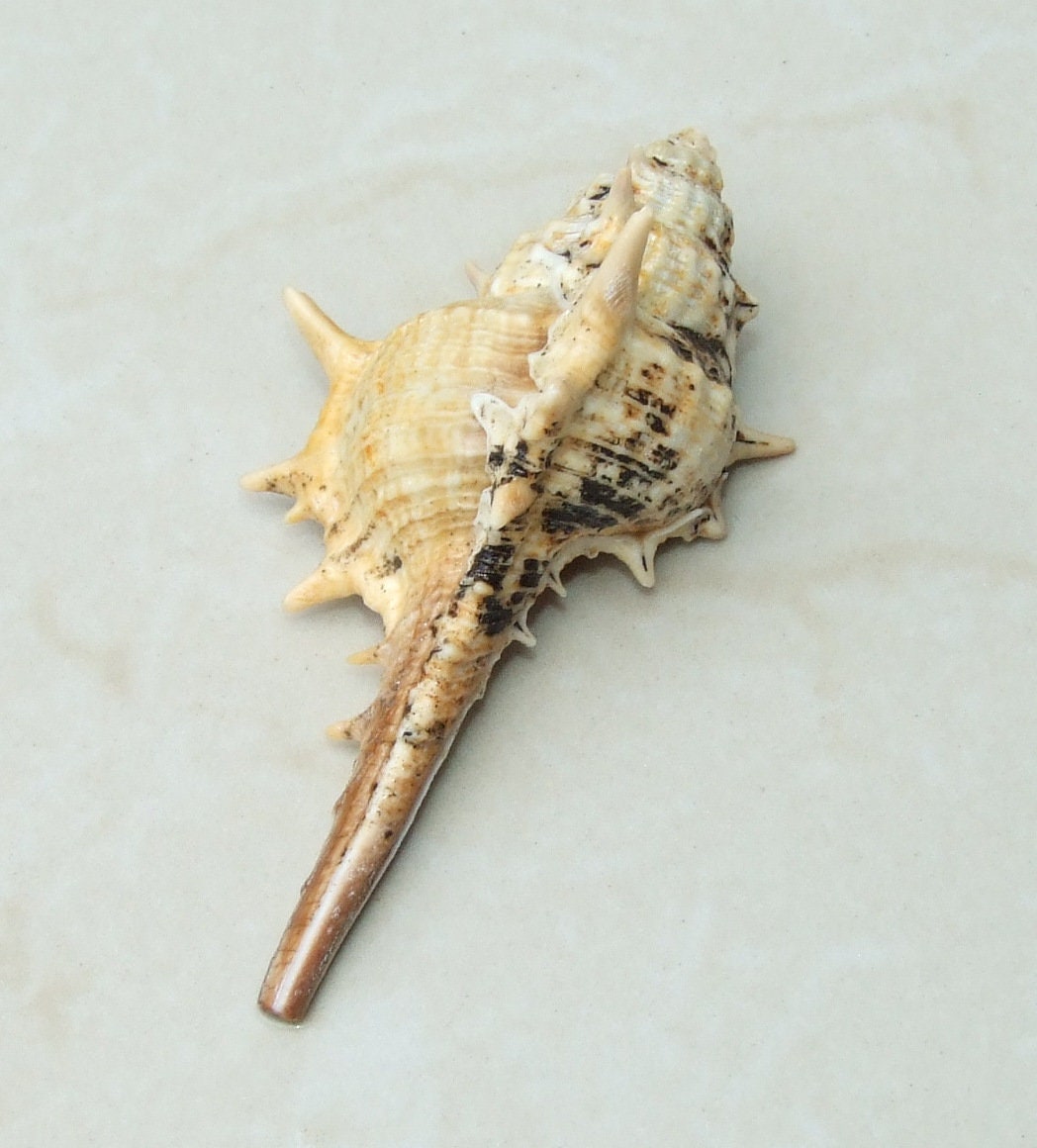 Natural Murex Turnispina Seashell, Spiral Shell Bead, Display Shell, Craft Shell, Jewelry Shell, Conch Shell, Beach Decor, Drilled, 40-70mm - EDGBeadsandGems