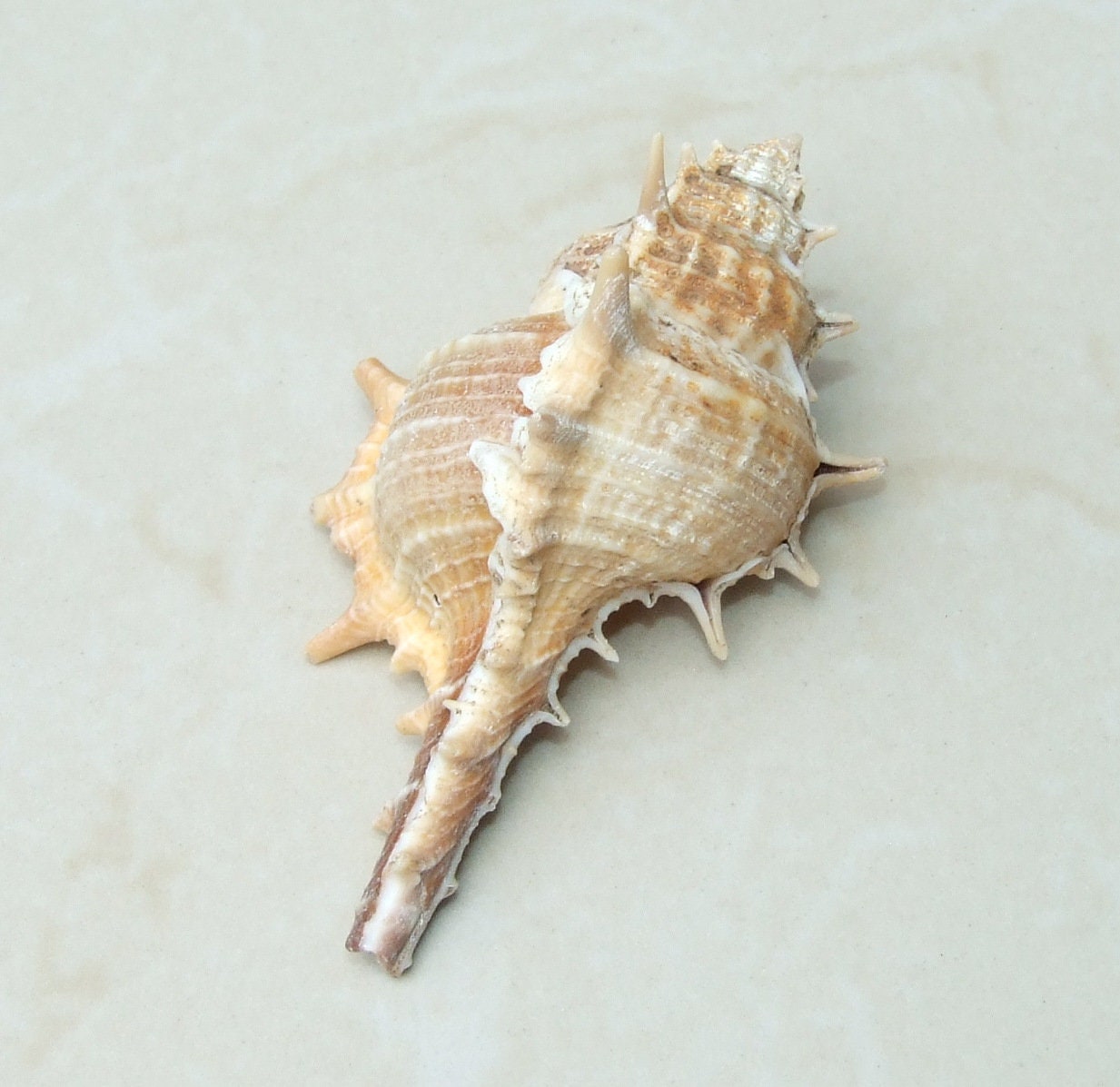 Natural Murex Turnispina Seashell, Spiral Shell Bead, Display Shell, Craft Shell, Jewelry Shell, Conch Shell, Beach Decor, Drilled, 40-70mm - EDGBeadsandGems