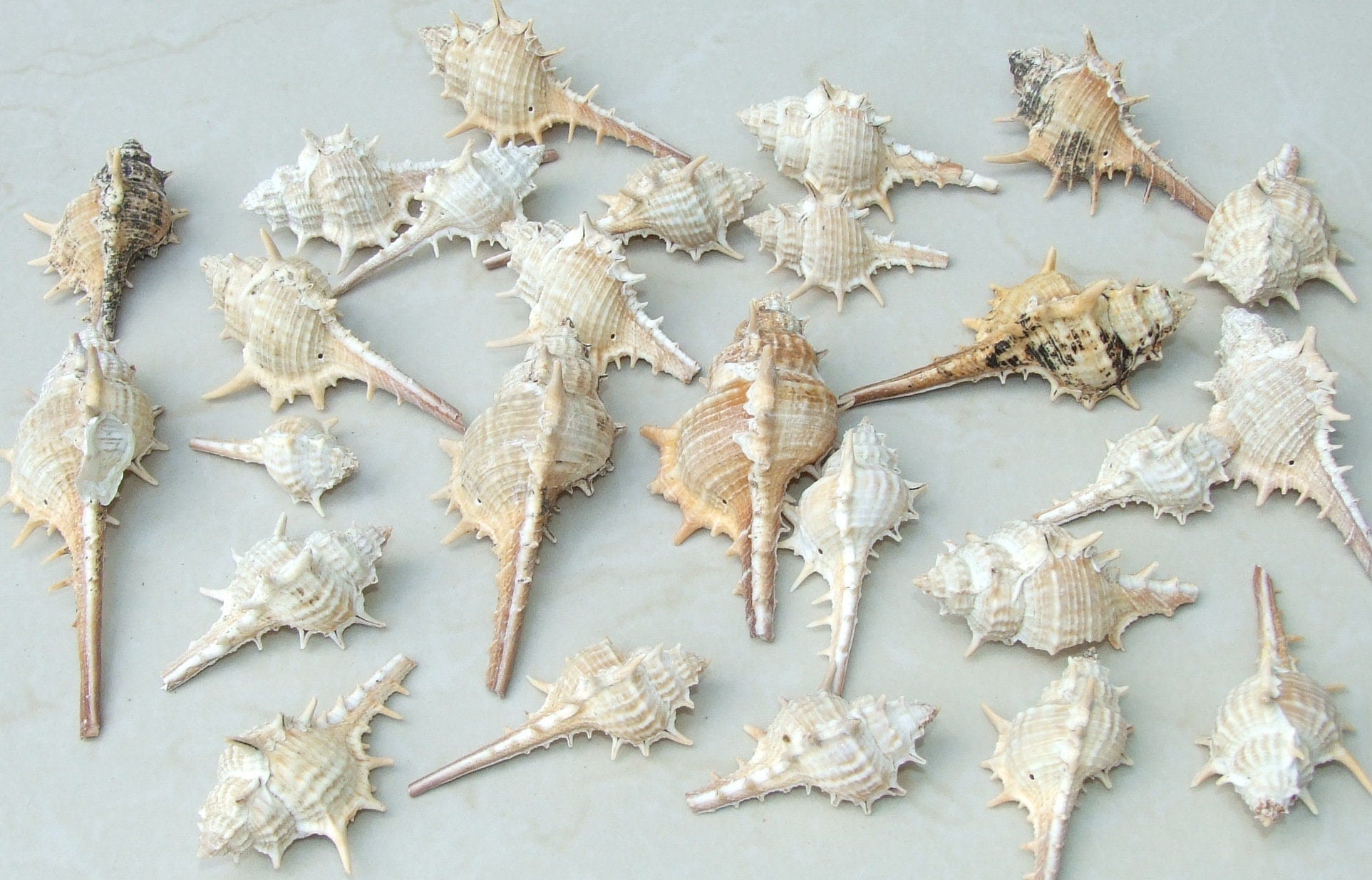 Natural Murex Turnispina Seashell, Spiral Shell Bead, Display Shell, Craft Shell, Jewelry Shell, Conch Shell, Beach Decor, Drilled, 40-70mm - EDGBeadsandGems