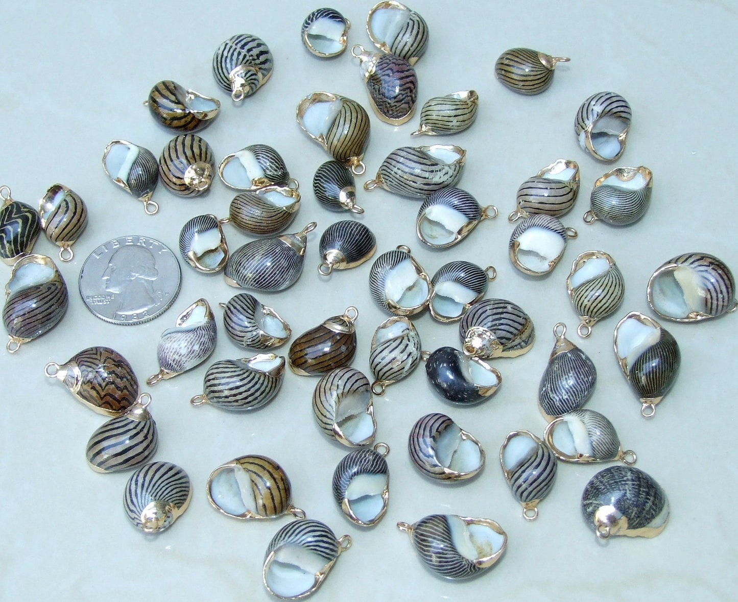 Pair of Small Snail Shell Pendant, Gold Edge Loop, Natural Seashell, Seashell Necklace, Beach Jewelry, Ocean Seashell, 15mm x 20mm, 09-06 - EDGBeadsandGems