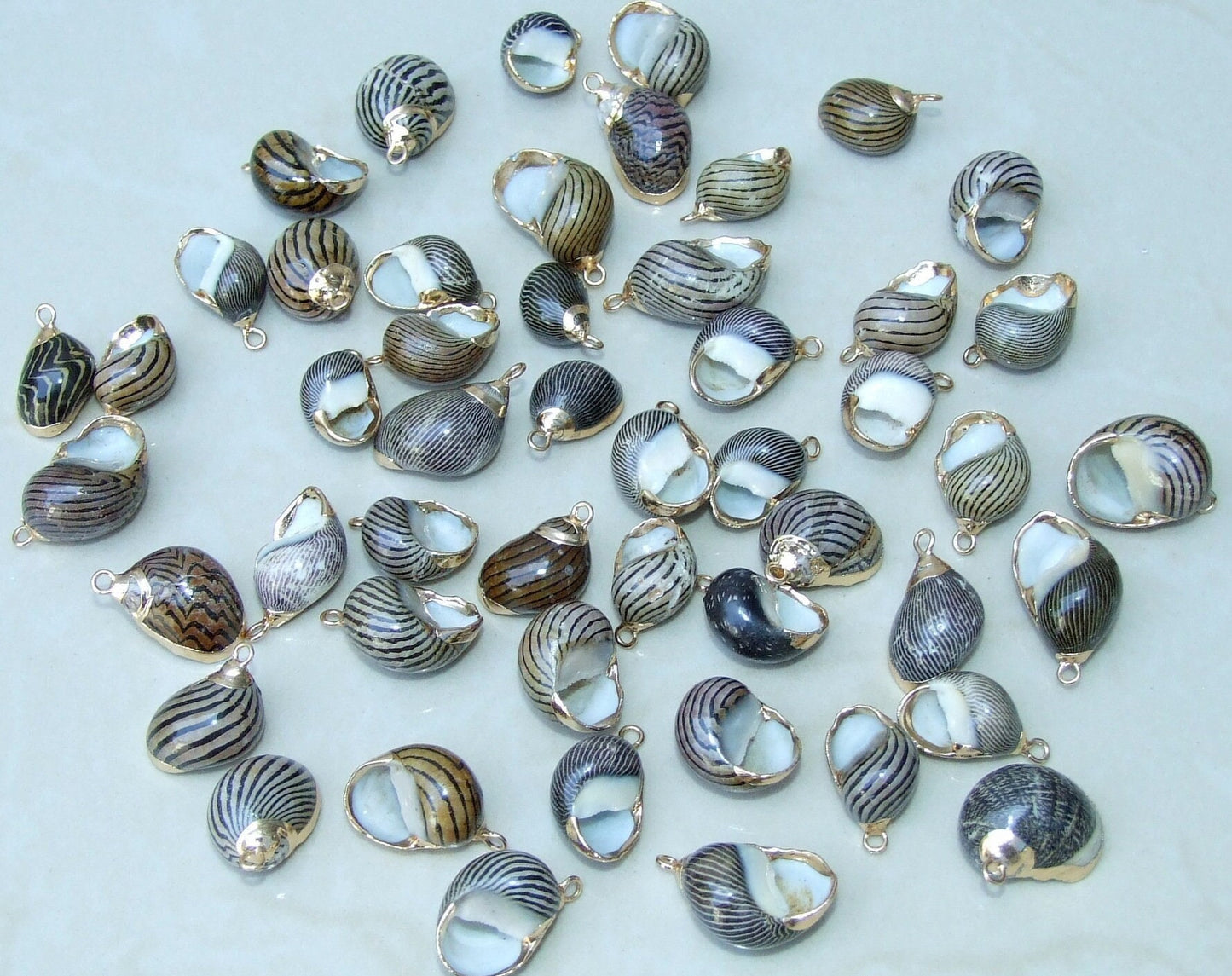 Pair of Small Snail Shell Pendant, Gold Edge Loop, Natural Seashell, Seashell Necklace, Beach Jewelry, Ocean Seashell, 15mm x 20mm, 09-06 - EDGBeadsandGems