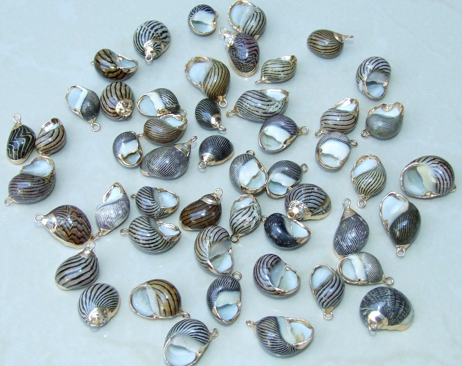 Pair of Small Snail Shell Pendant, Gold Edge Loop, Natural Seashell, Seashell Necklace, Beach Jewelry, Ocean Seashell, 15mm x 20mm, 09-06 - EDGBeadsandGems