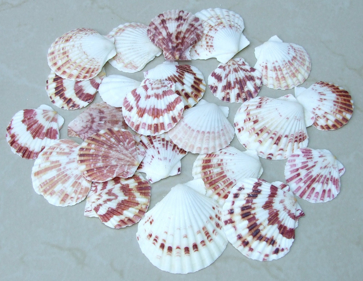 10 Natural Scallop SeaShell, Drilled and Undrilled Natural Seashells, Craft Shells, Pecten Shells, Beach Decor, 40mm - 55mm, 10 Shells, 8-53 - EDGBeadsandGems