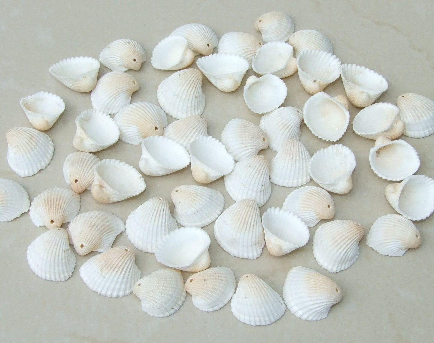 20 Natural Clam Sea Shell, Sea Shell Bead, Seashell, Ark Shell, Ribbed, Dinocardium Robustum, Shell Jewelry, Beach, Ocean, 20 Shells, 51-14 - EDGBeadsandGems