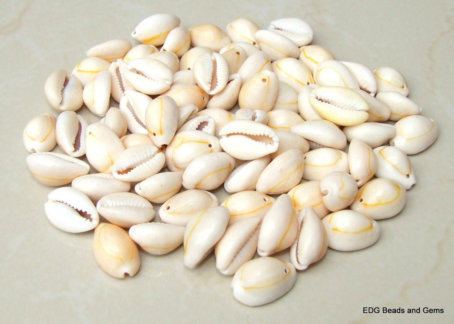 Cowrie Shell - Large Natural Sea Shell - Money Shell - Shell Bead - Bulk - Seashell - Beach - Ocean - BOHO - 17mm to 22mm - 35 Shells - 057Y - EDGBeadsandGems