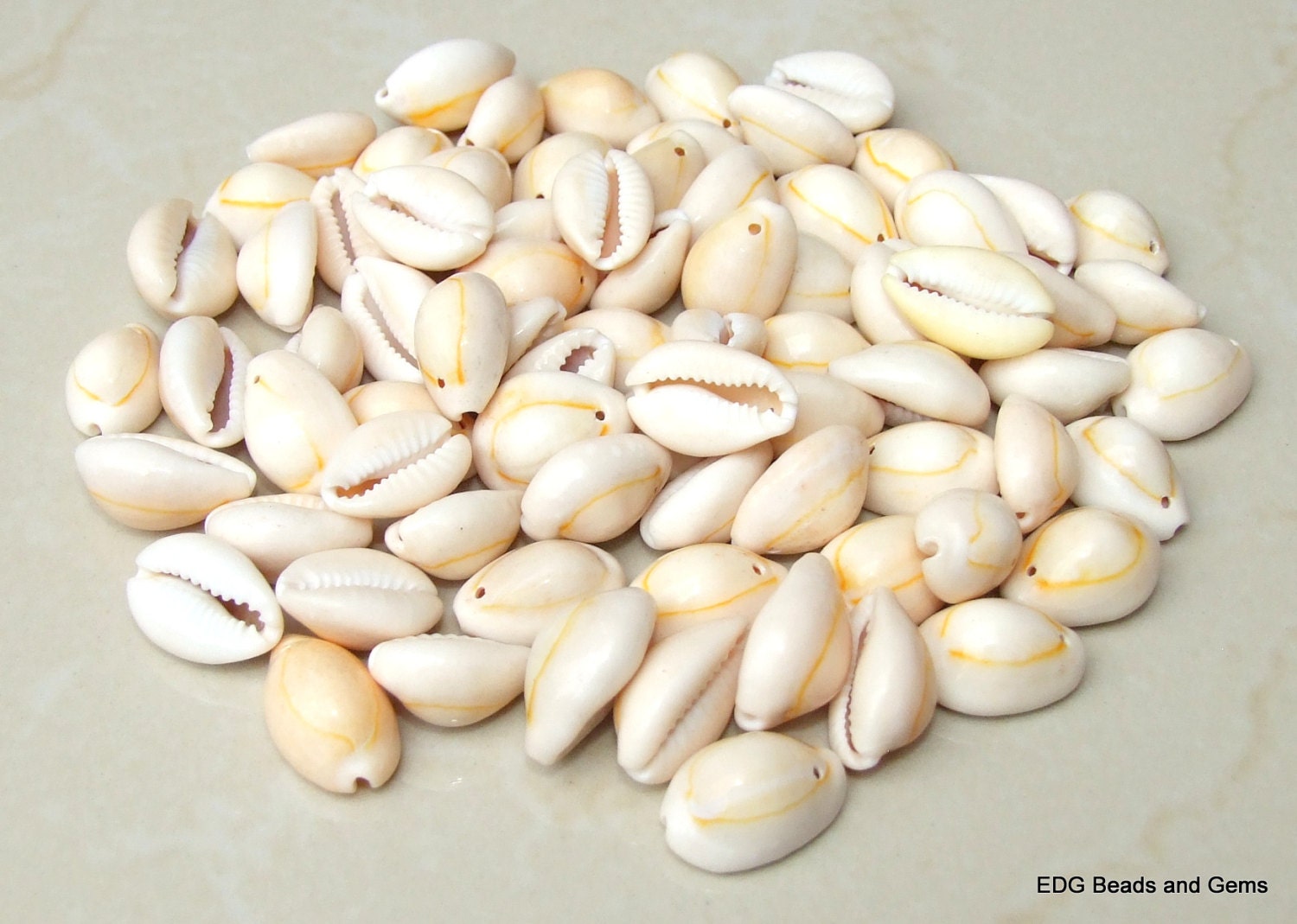 Cowrie Shell - Large Natural Sea Shell - Money Shell - Shell Bead - Bulk - Seashell - Beach - Ocean - BOHO - 17mm to 22mm - 35 Shells - 057Y - EDGBeadsandGems