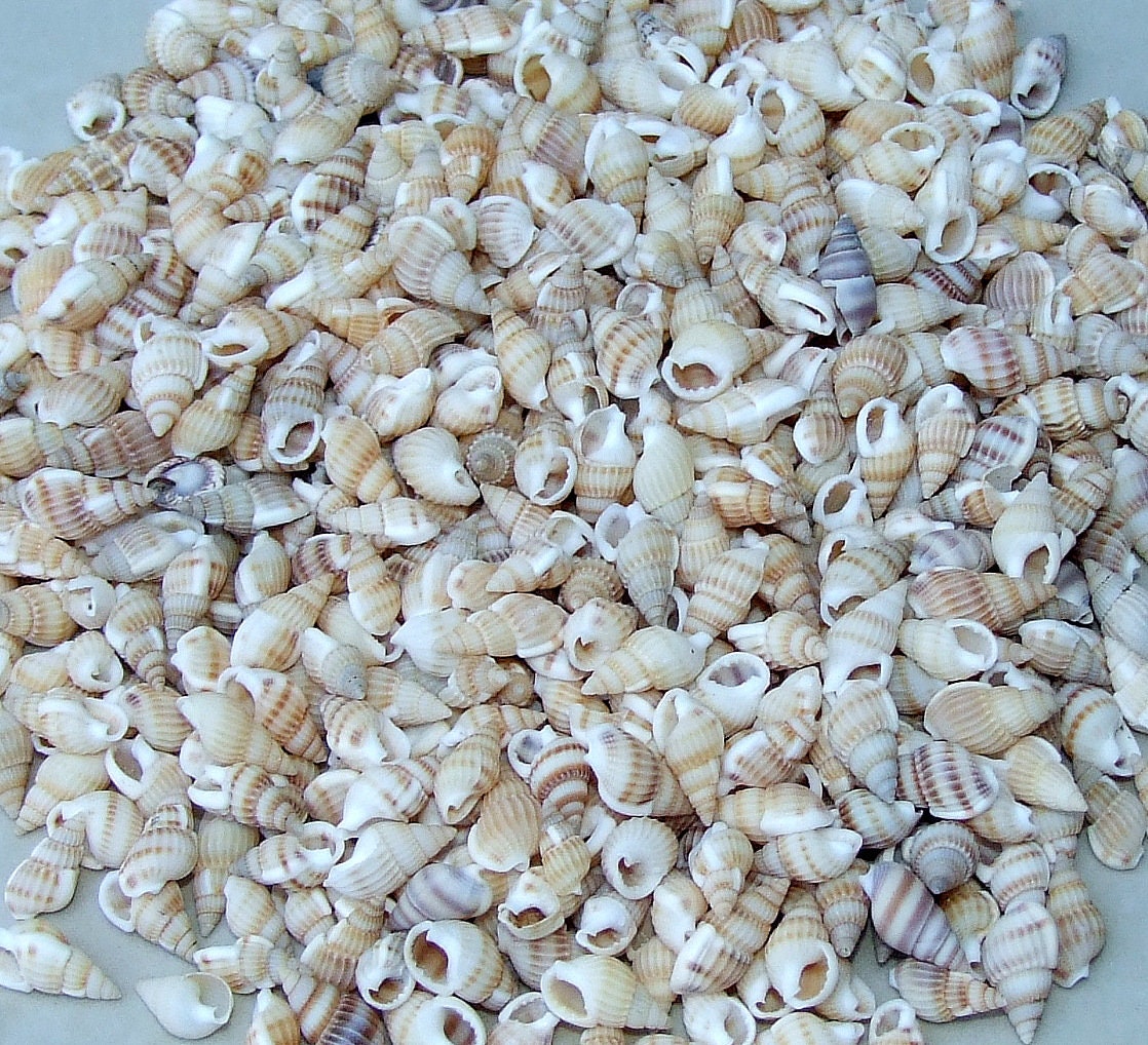 100 Small Natural Spiral Seashell, Spiral Sea Shell Bead, Bulk Shell, Beach Decor, Craft Shells, Seashell Jewelry, 12-17mm, No Hole, 36-15 - EDGBeadsandGems