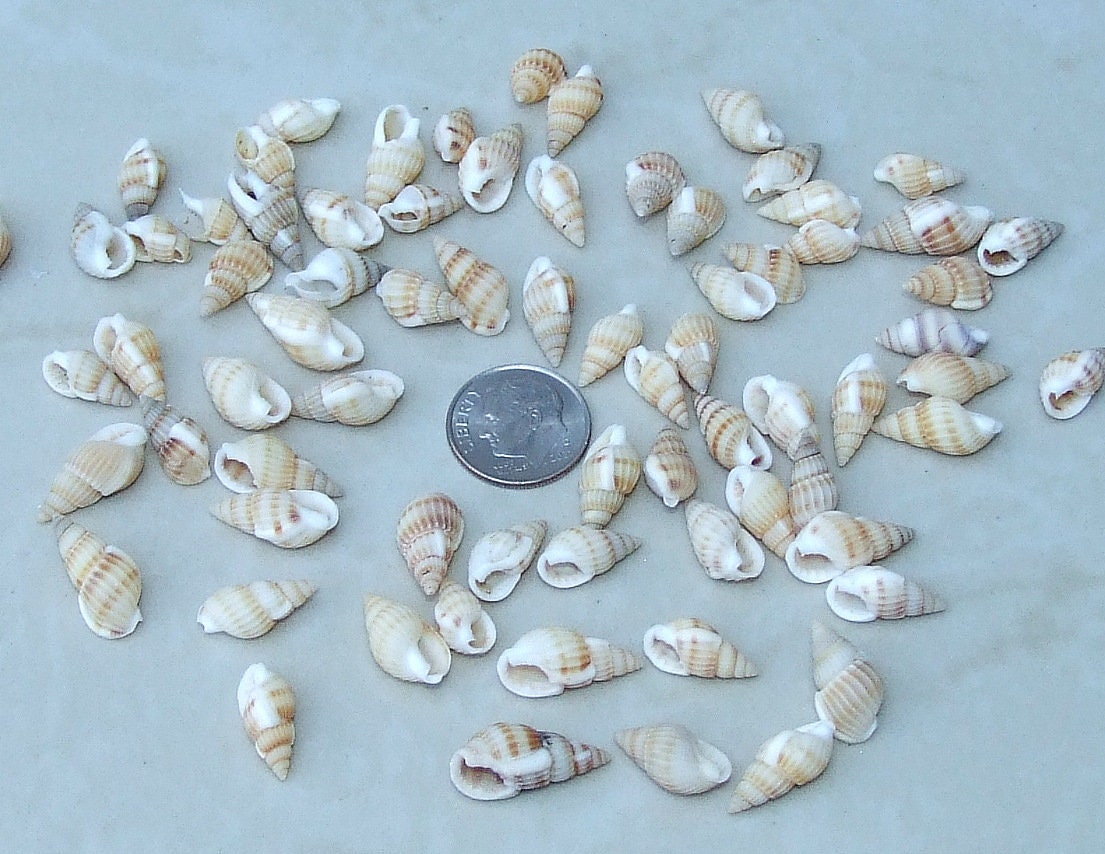 100 Small Natural Spiral Seashell, Spiral Sea Shell Bead, Bulk Shell, Beach Decor, Craft Shells, Seashell Jewelry, 12-17mm, No Hole, 36-15