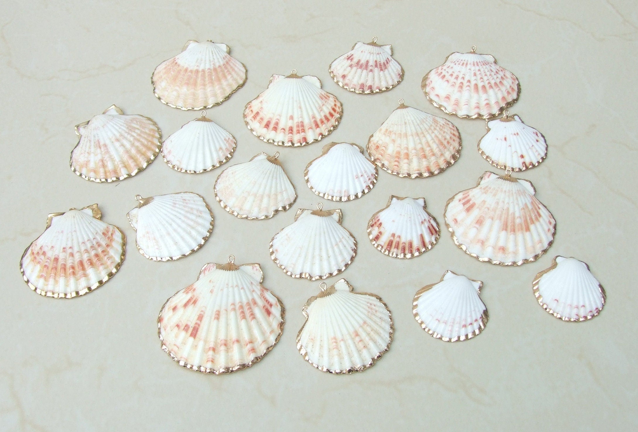 Real Cowrie Shells Bulk | Natural Colorful Seashells | Spiral Shells ...