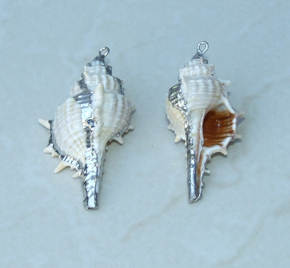 Gold or Silver Natural Murex Turnispina Seashell Pendant, Spiral Shell Bead, Display Shell, Jewelry Shell, Conch Shell, Beach Decor, 50-85mm - EDGBeadsandGems