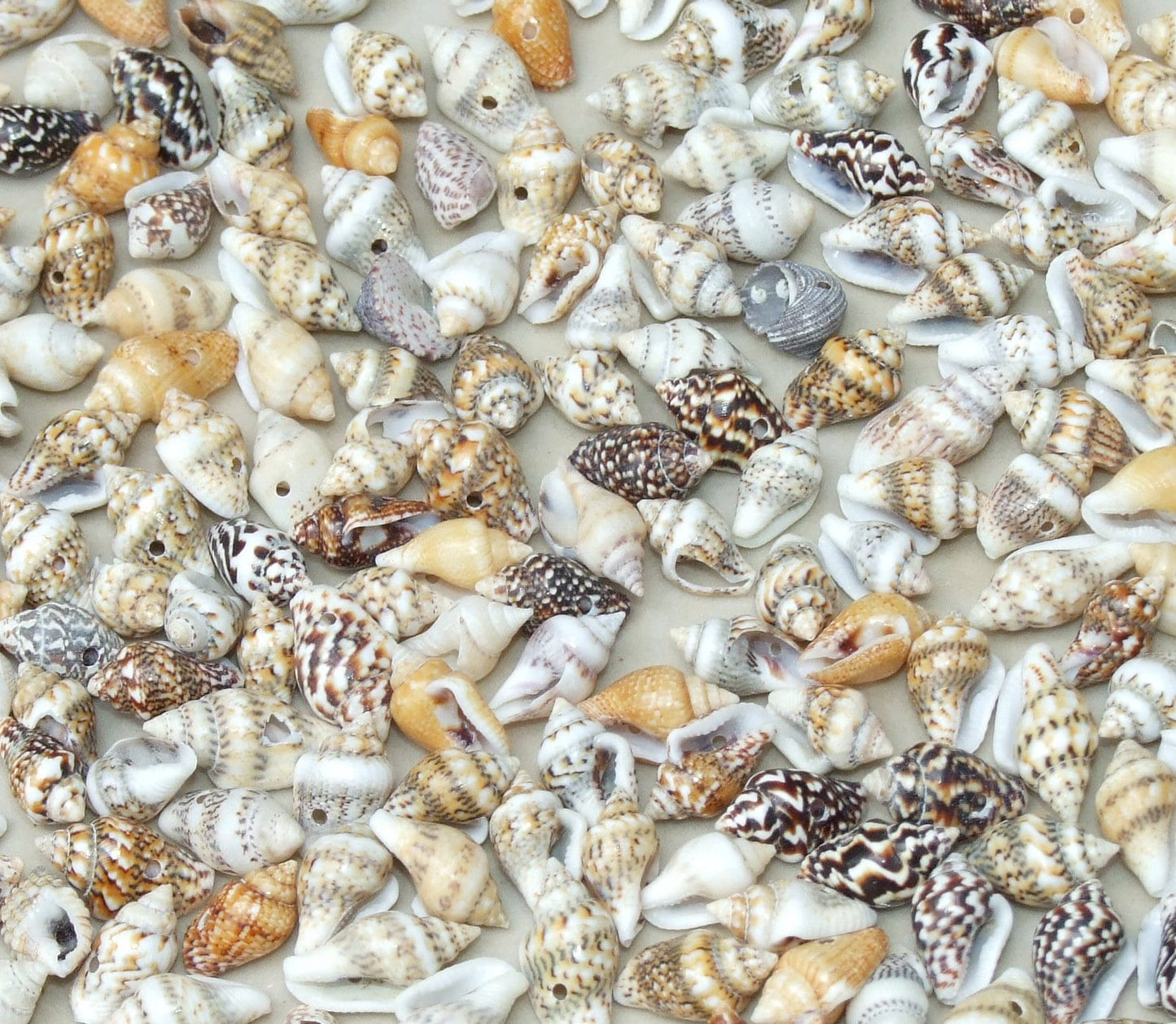 50 Small Natural Spiral Seashell, Spiral Sea Shell Bead, Bulk Shell, Beach Decor, Craft Shells, Seashell Jewelry, 12-15mm, 1mm Hole, 11-04 - EDGBeadsandGems