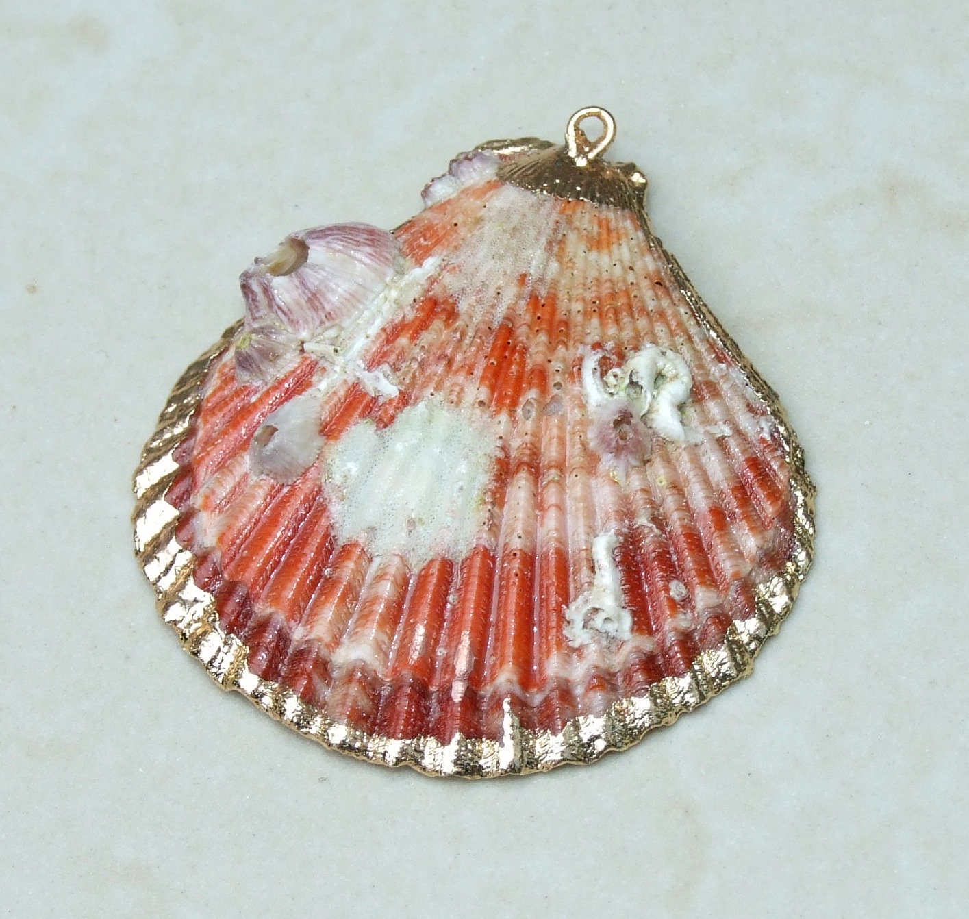 Barnacles, Shell Pendants with Barnacles, Color Washed Scallop Shell Pendant, Gold Edge, Seashell Necklace, Ocean Beach Jewelry, 45-65+mm - EDGBeadsandGems