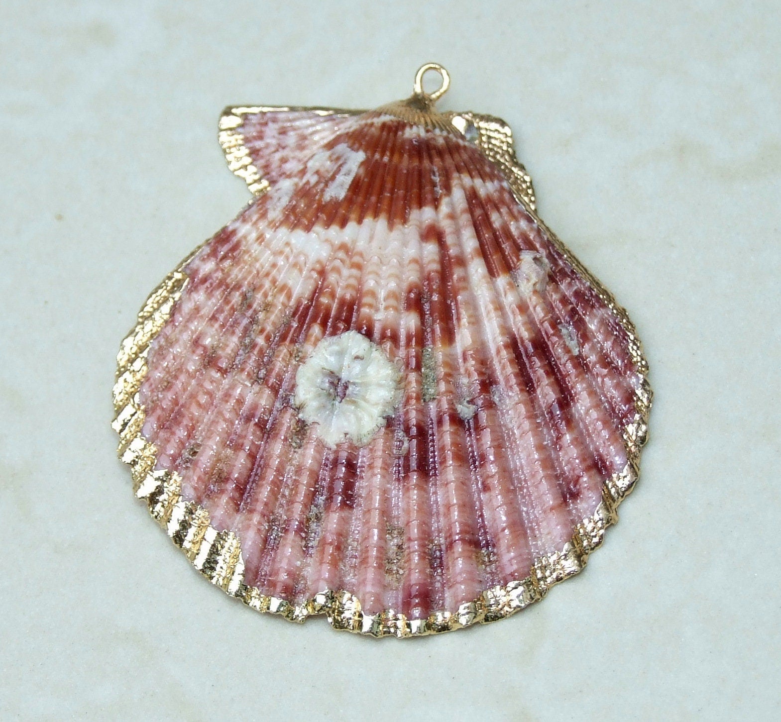 Barnacles, Shell Pendants with Barnacles, Color Washed Scallop Shell Pendant, Gold Edge, Seashell Necklace, Ocean Beach Jewelry, 45-65+mm - EDGBeadsandGems