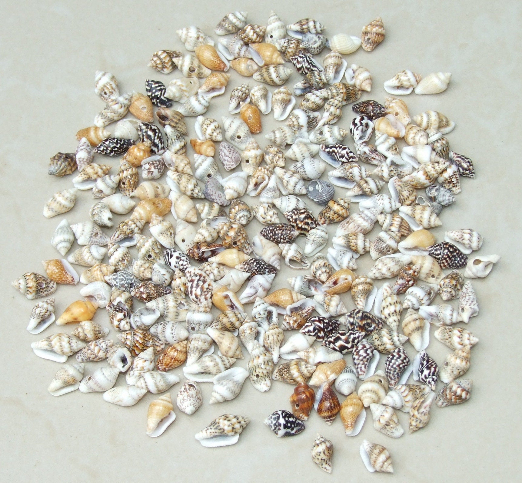 50 Small Natural Spiral Seashell, Spiral Sea Shell Bead, Bulk Shell, Beach Decor, Craft Shells, Seashell Jewelry, 12-15mm, 1mm Hole, 11-04 - EDGBeadsandGems