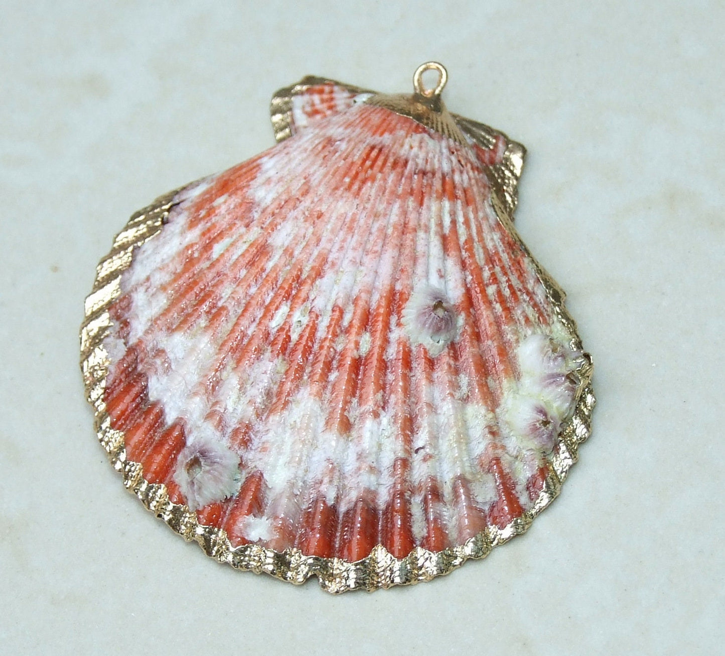 Barnacles, Shell Pendants with Barnacles, Color Washed Scallop Shell Pendant, Gold Edge, Seashell Necklace, Ocean Beach Jewelry, 45-65+mm - EDGBeadsandGems