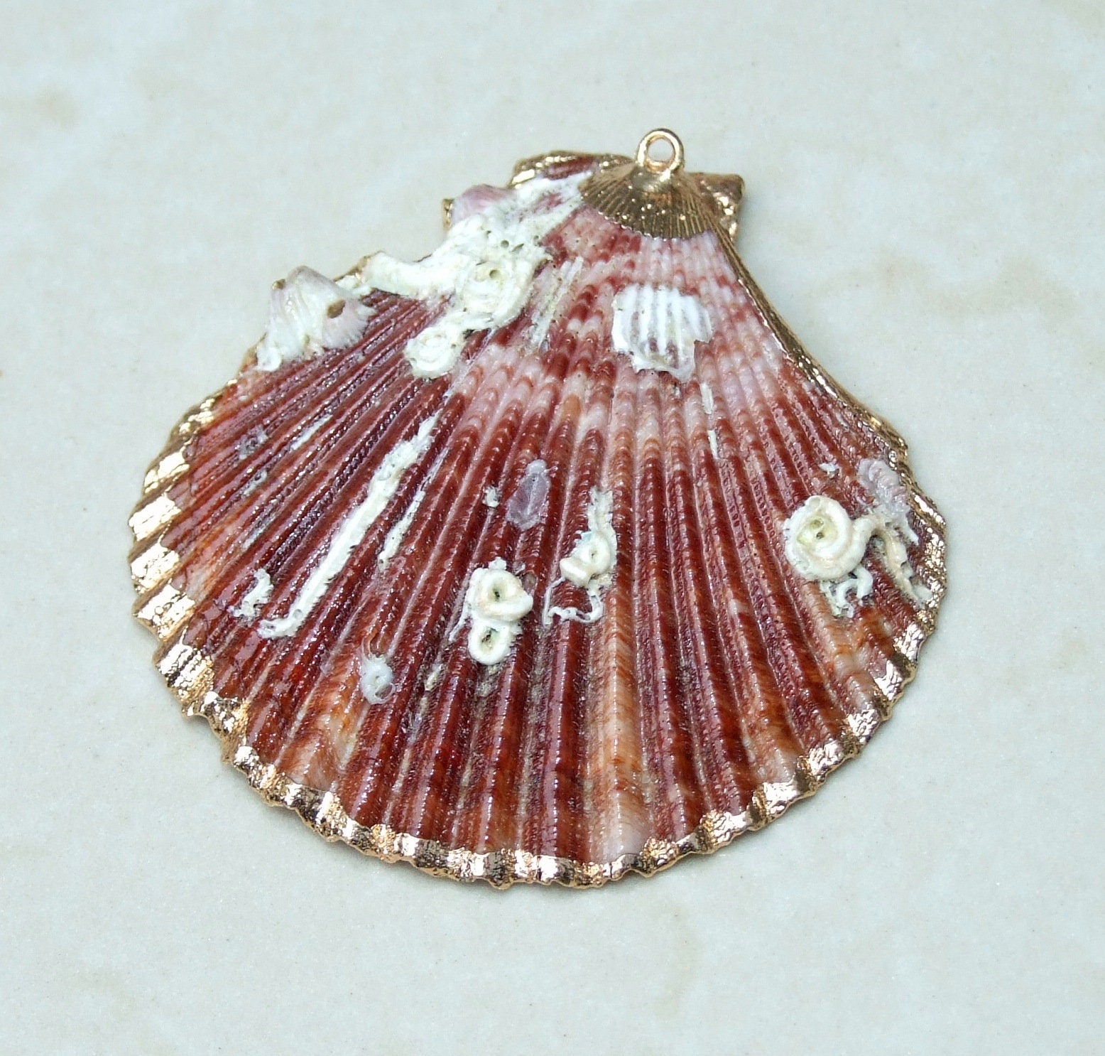 Barnacles, Shell Pendants with Barnacles, Color Washed Scallop Shell Pendant, Gold Edge, Seashell Necklace, Ocean Beach Jewelry, 45-65+mm - EDGBeadsandGems