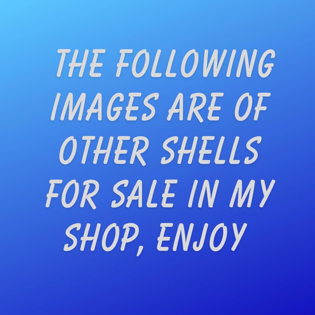 50 Large Cowrie Shell, Natural Sea Shell - Money Shell Bead, Cut Back No Hole Seashell - Bulk Shell - Beach - 20mm to 25mm - 053 - EDGBeadsandGems