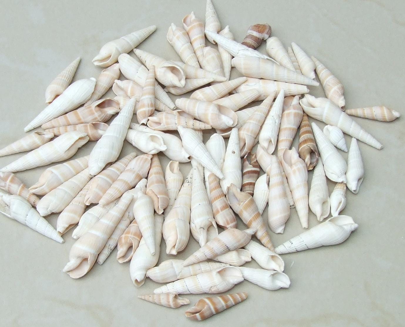 50 Large Cowrie Shell, Natural Sea Shell - Money Shell Bead, Cut Back No Hole Seashell - Bulk Shell - Beach - 20mm to 25mm - 053 - EDGBeadsandGems