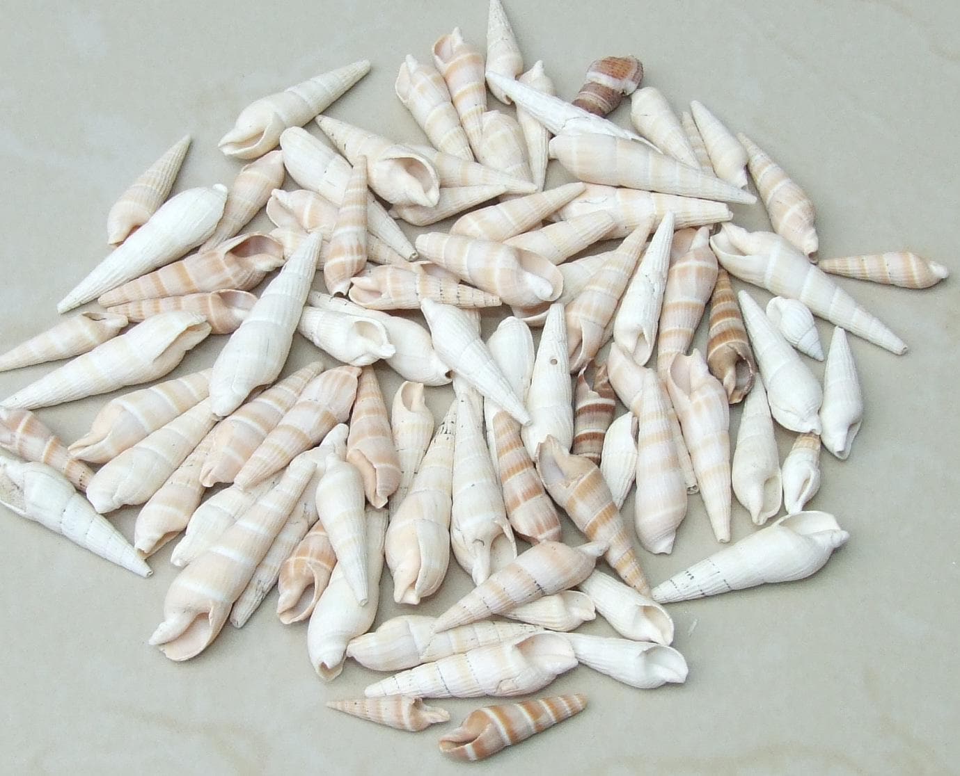 50 Small Cowrie Shell, Natural Sea Shell - Money Shell Bead, Cut Back No Hole Seashell - Bulk Shells - Beach - 12-15mm / 15-17mm - 051 - EDGBeadsandGems