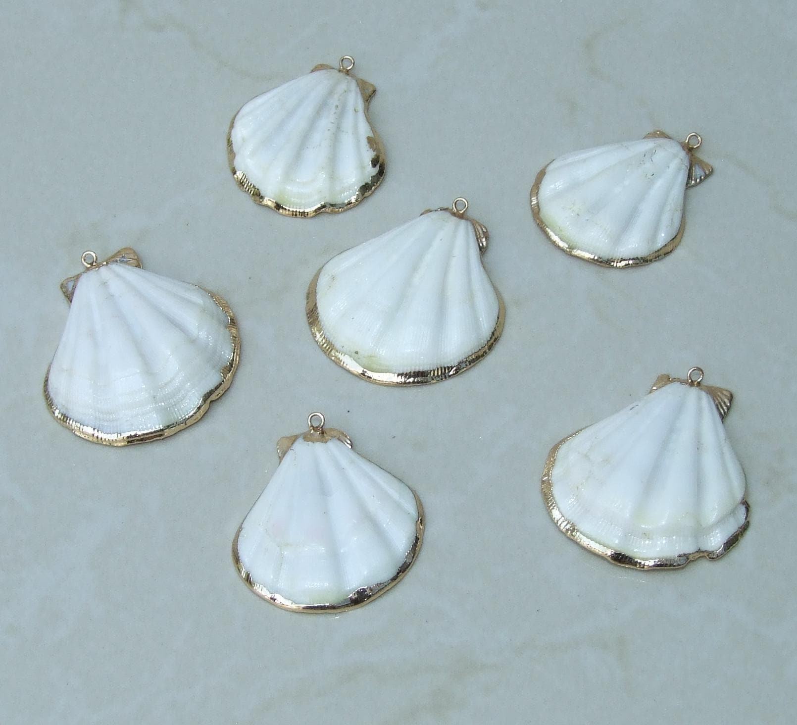 50 Small Cowrie Shell, Natural Sea Shell - Money Shell Bead, Cut Back No Hole Seashell - Bulk Shells - Beach - 12-15mm / 15-17mm - 051 - EDGBeadsandGems