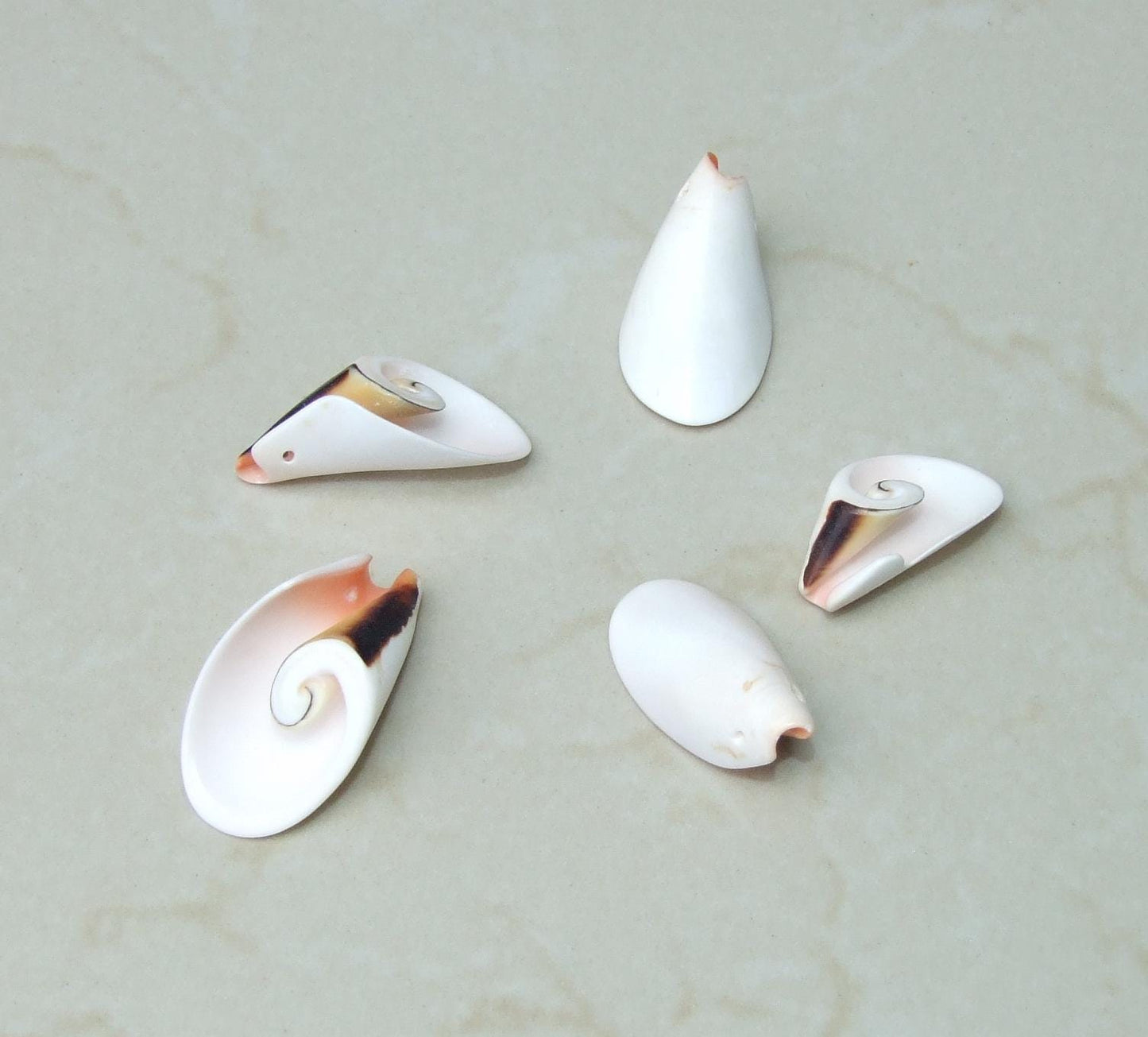 10 Small Strawberry Strombus Lilly Cut Seashell Slice, Drilled Shell, Craft Seashell Jewelry, Ocean Beach Decor, Summer Shells, 20-35mm 6-29 - EDGBeadsandGems