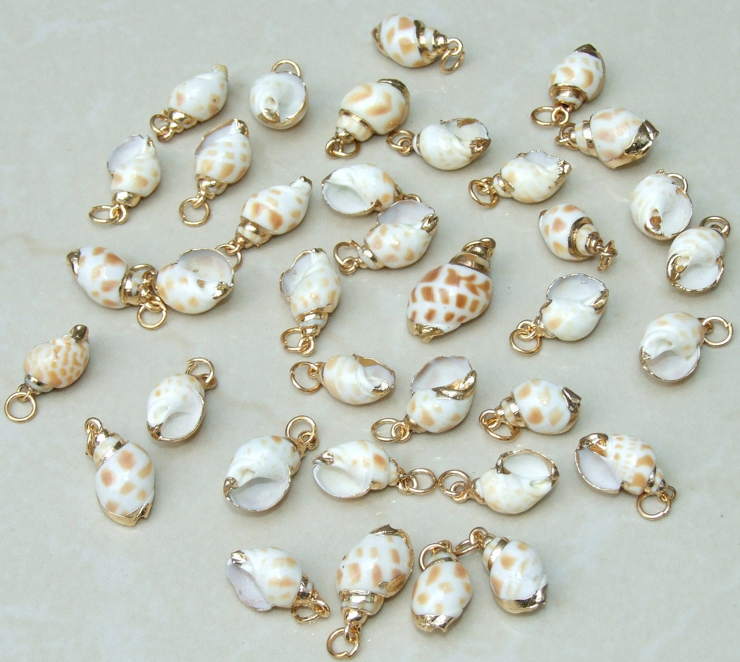 Natural Babylonia Areolata Spiral Seashell Pendant, Shell Bead, Seashell, Shell Pendant, Gold Edge, Natural Shell, Boho Beach, 20-35mm, 6-04 - EDGBeadsandGems