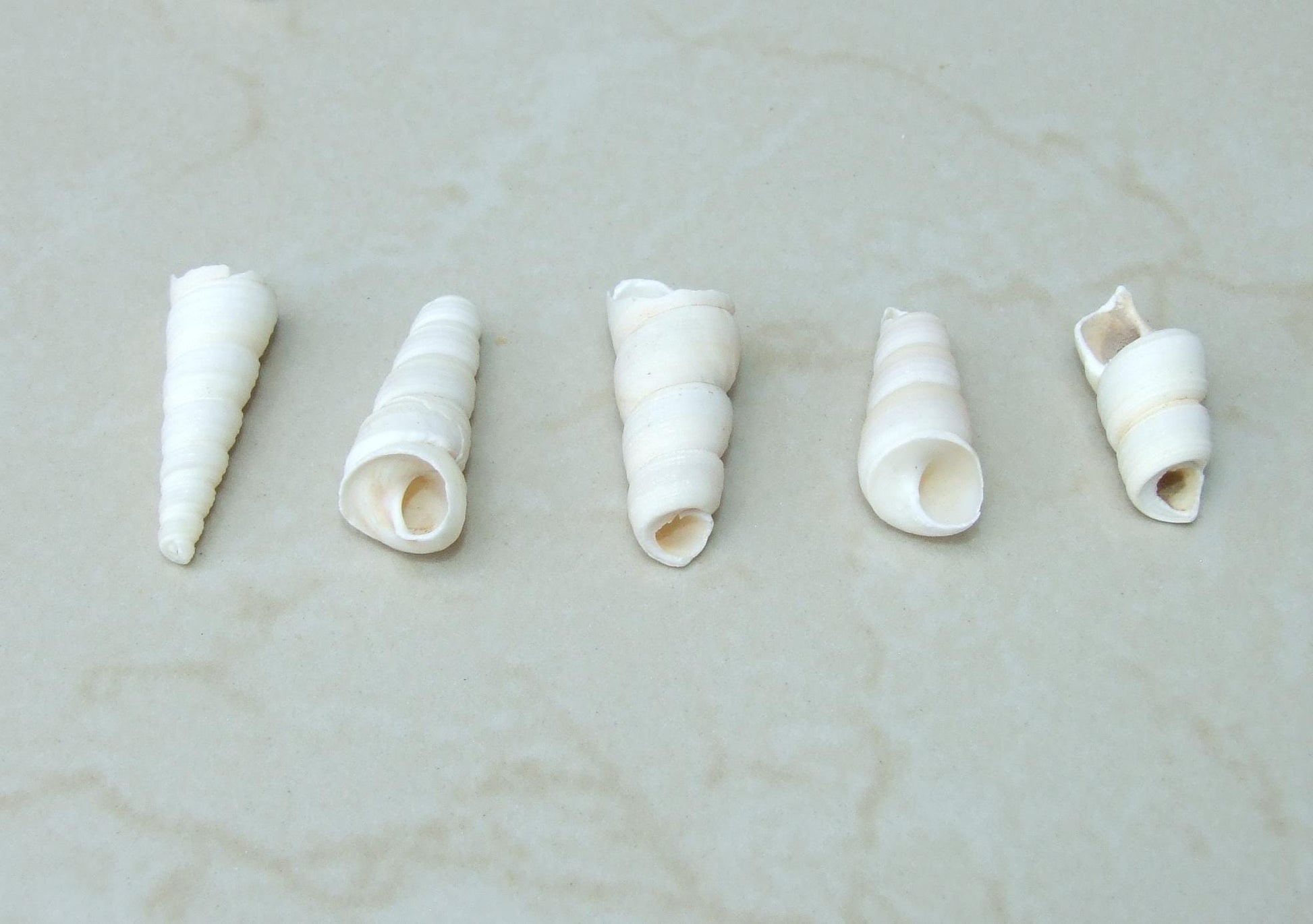 10/20 Turritella Terebra Auger Seashells, Natural Spiral Sea Shell Bead, Pendant, Undrilled, Navajo White, Craft Shell, 40mm / 60mm, 8-79 - EDGBeadsandGems