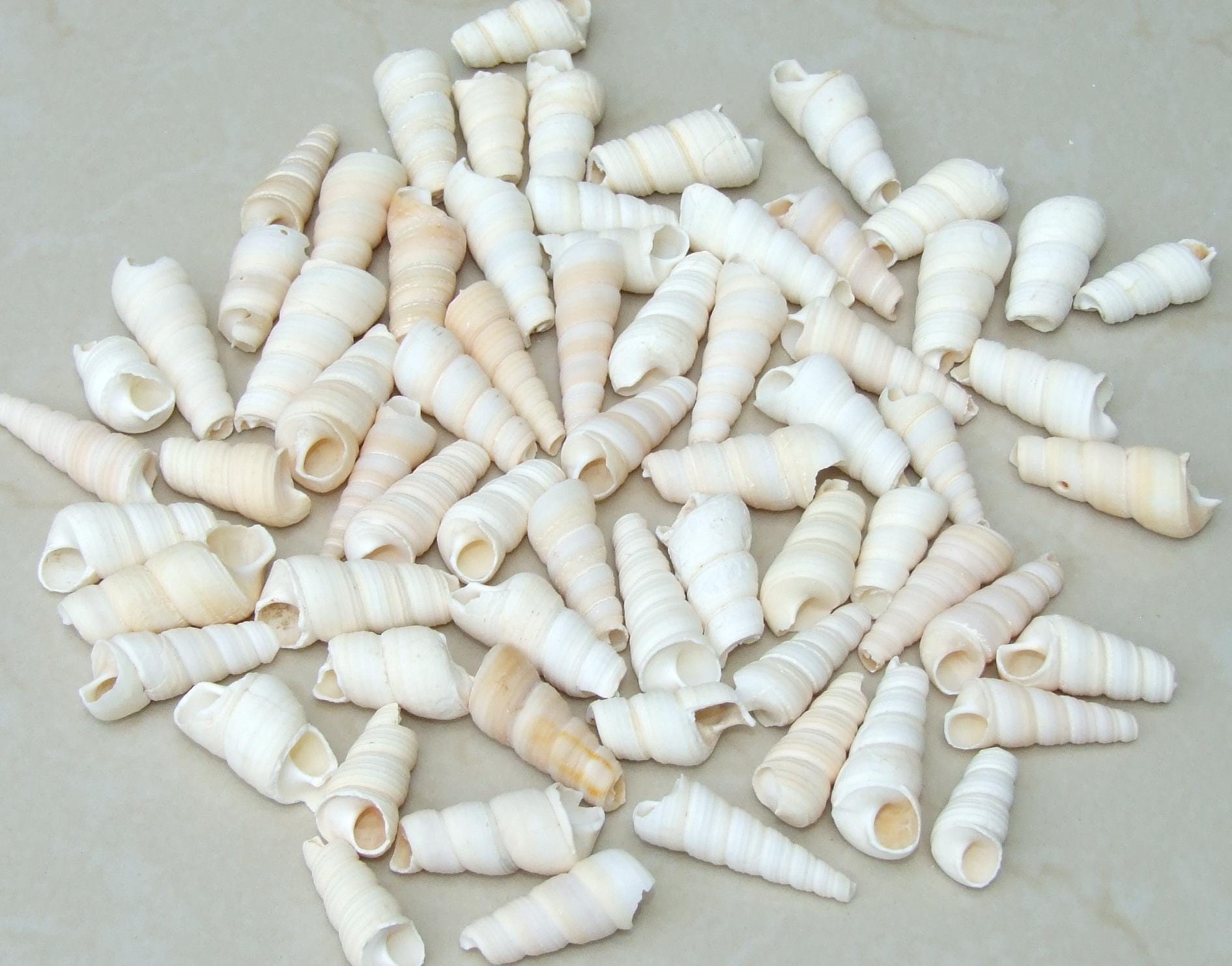 10/20 Turritella Terebra Auger Seashells, Natural Spiral Sea Shell Bead, Pendant, Undrilled, Navajo White, Craft Shell, 40mm / 60mm, 8-79 - EDGBeadsandGems
