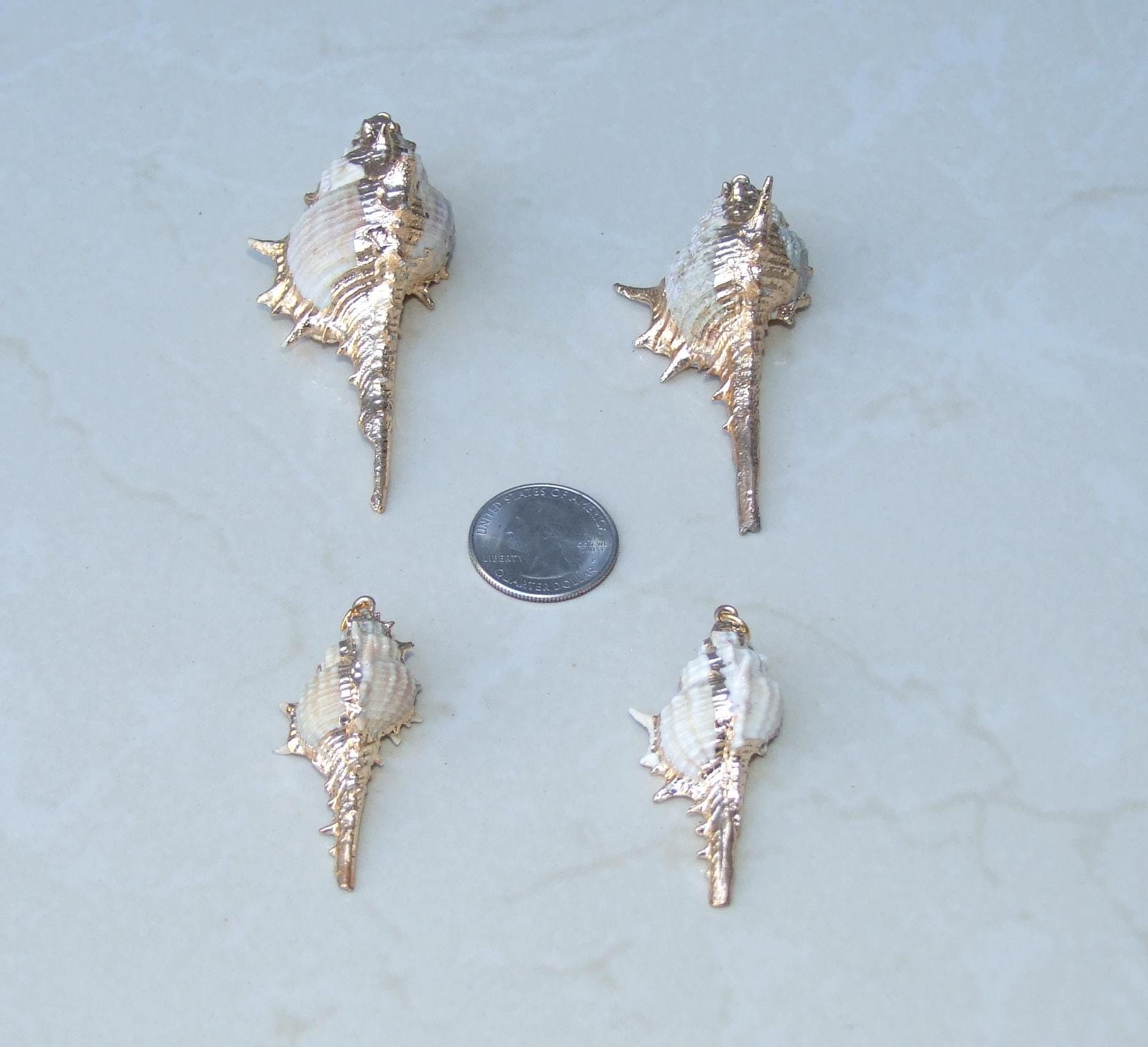 Gold or Silver Natural Murex Turnispina Seashell Pendant, Spiral Shell Bead, Display Shell, Jewelry Shell, Conch Shell, Beach Decor, 50-85mm - EDGBeadsandGems