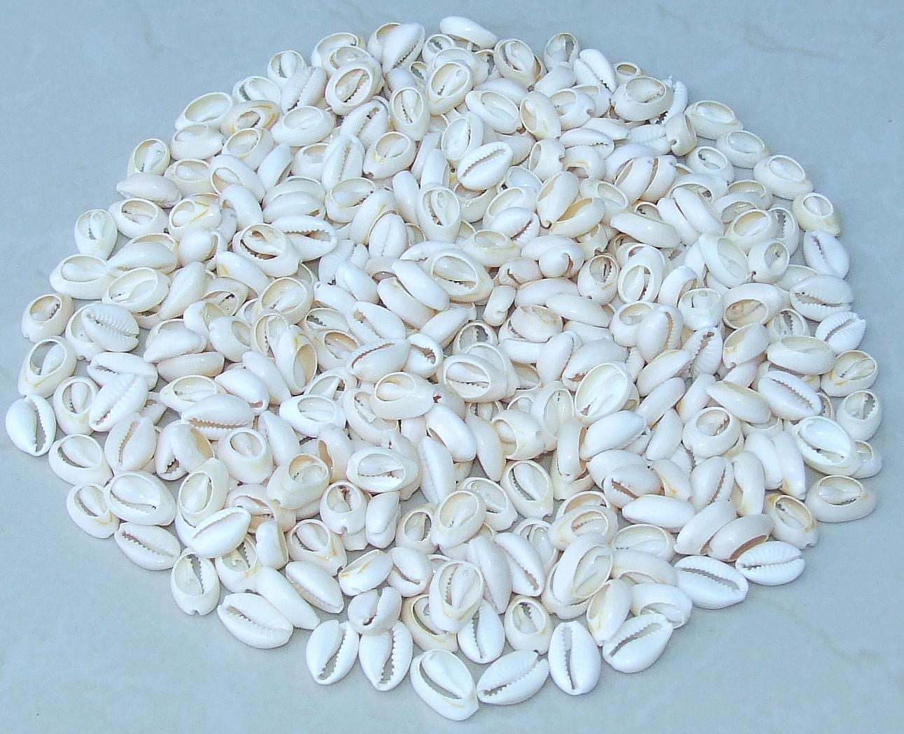 cowrie shells