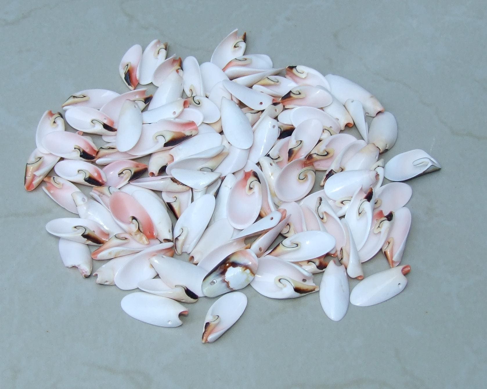 10 Small Strawberry Strombus Lilly Cut Seashell Slice, Drilled Shell, Craft Seashell Jewelry, Ocean Beach Decor, Summer Shells, 20-35mm 6-29 - EDGBeadsandGems