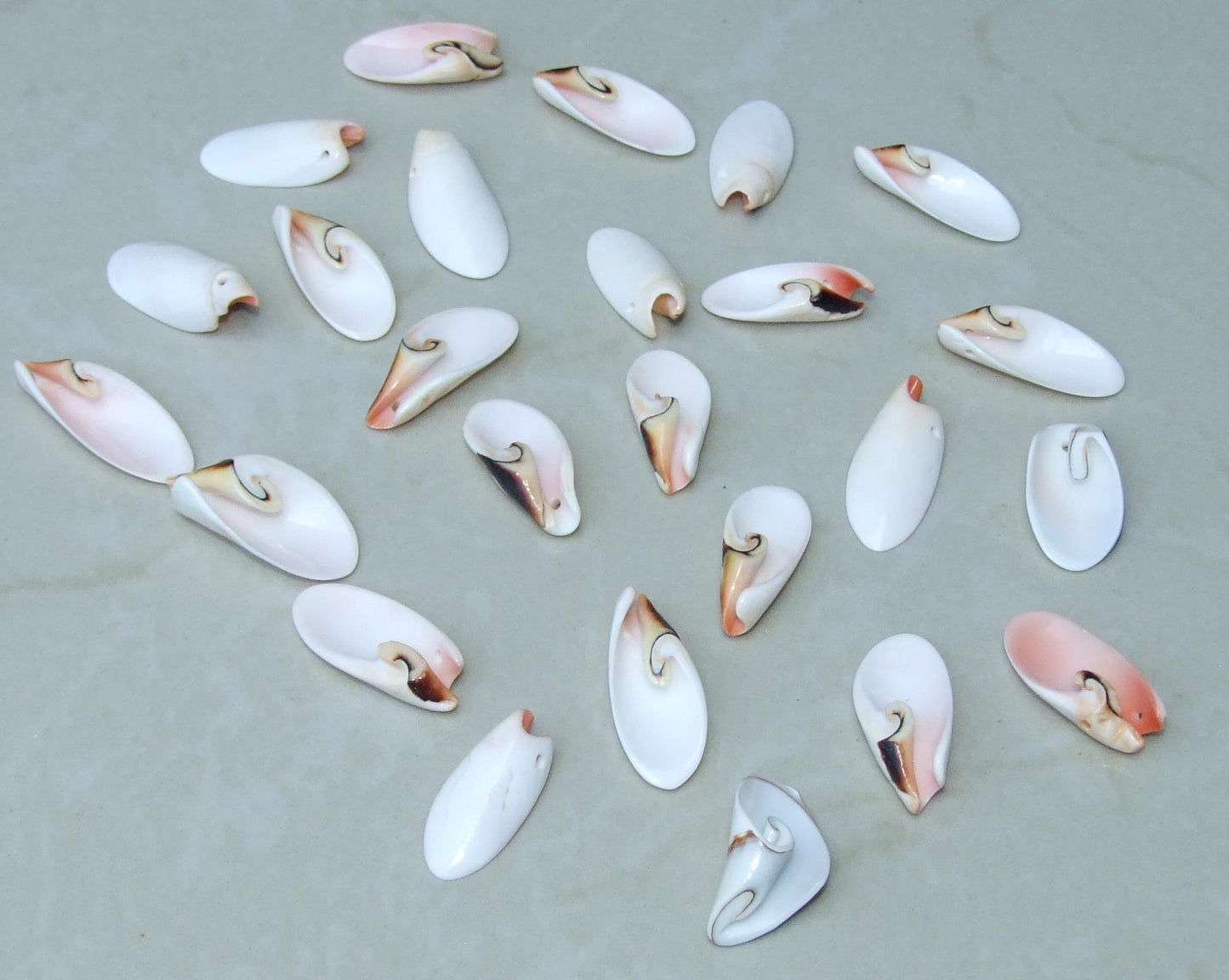 10 Small Strawberry Strombus Lilly Cut Seashell Slice, Drilled Shell, Craft Seashell Jewelry, Ocean Beach Decor, Summer Shells, 20-35mm 6-29 - EDGBeadsandGems