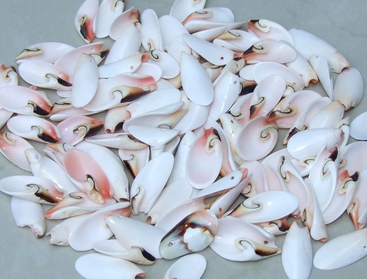 10 Small Strawberry Strombus Lilly Cut Seashell Slice, Drilled Shell, Craft Seashell Jewelry, Ocean Beach Decor, Summer Shells, 20-35mm 6-29 - EDGBeadsandGems