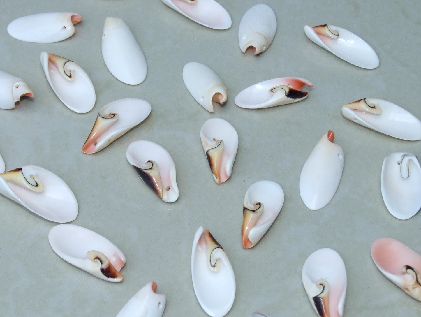 10 Small Strawberry Strombus Lilly Cut Seashell Slice, Drilled Shell, Craft Seashell Jewelry, Ocean Beach Decor, Summer Shells, 20-35mm 6-29 - EDGBeadsandGems