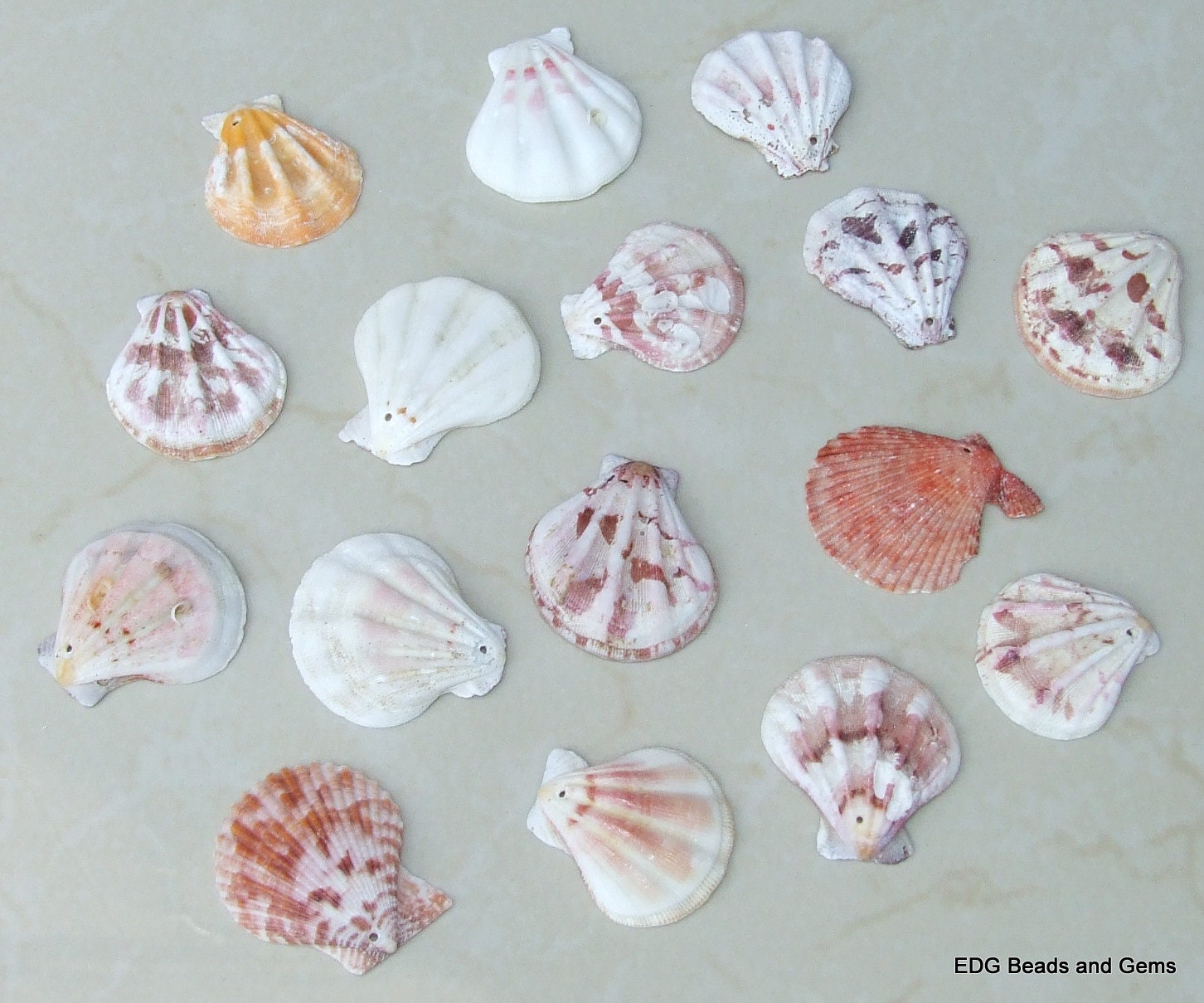 15 Natural Sea Shell, Sea Shell Bead, Seashell Pendant, Natural Seashells, Scallop Shell, Craft Shells, Pecten Shells, 35mm - 45mm, S108 - EDGBeadsandGems
