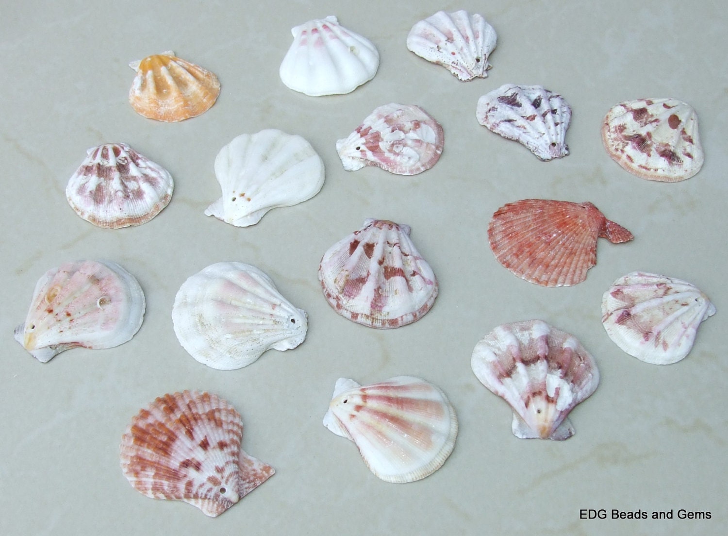 15 Natural Sea Shell, Sea Shell Bead, Seashell Pendant, Natural Seashells, Scallop Shell, Craft Shells, Pecten Shells, 35mm - 45mm, S108 - EDGBeadsandGems